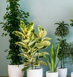 Как вырастить из косточки растение в домашних условиях? Топ растений с практическими примерами!