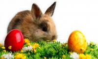 Почему пасхальный заяц или кролик символ Пасхи у католиков?