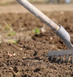 Зачем рыхлят почву при выращивании растений?