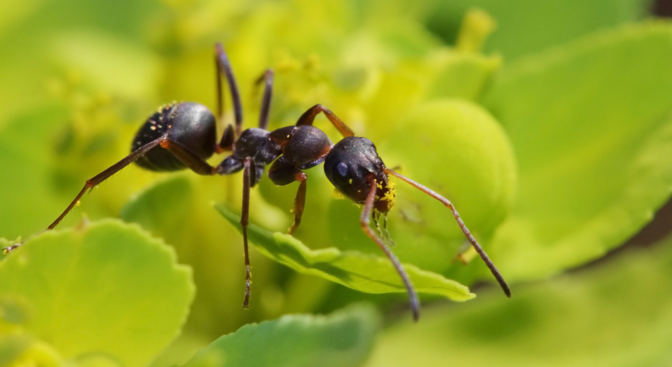 Сколько в среднем живут муравьи в природе?