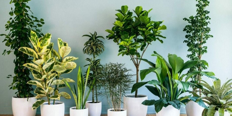 Как вырастить из косточки растение в домашних условиях? Топ растений с практическими примерами!